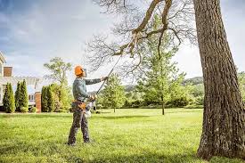 How Our Tree Care Process Works  in  Cameron Park, CA