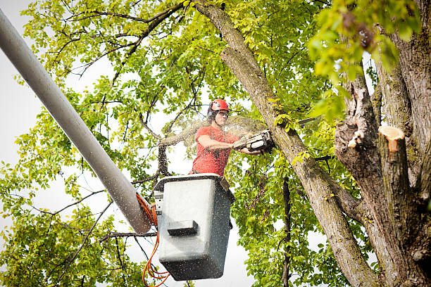 Best Stump Grinding and Removal  in Meron Park, CA